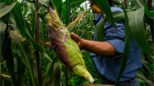 México vive una crisis del maíz en medio de distractores