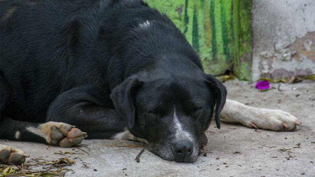 Aprueban endurecer sanciones conra el maltrato animal en Nuevo León