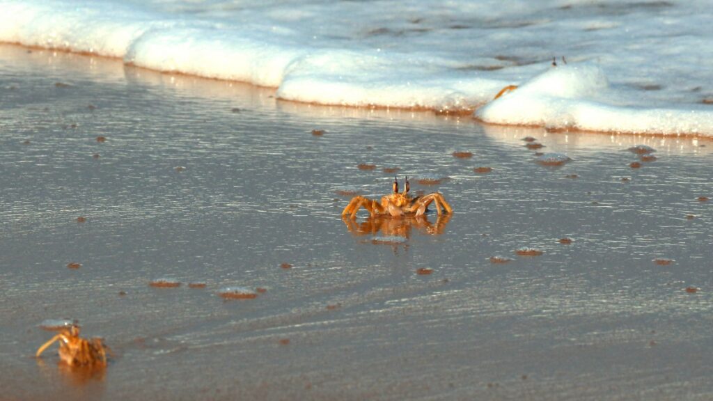 Millones de cangrejos rojos inician migración al mar en Isla de la Navidad