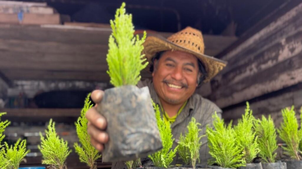 Noé regala árboles contra el cambio climático.