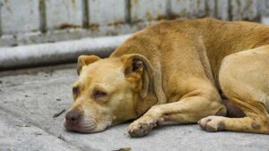 Castigarán a sujetos que dieron de beber whisky a un perro en Nuevo León