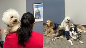 Perros de terapia transforman la experiencia hospitalaria con el programa “Juntos es Mejor”
