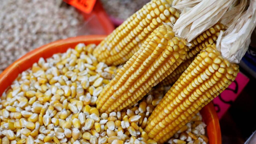 Gobierno acuerda apoyo de 950 pesos por tonelada de maíz con productores de Jalisco y Guanajuato