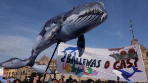 Proyecto Saguaro amenaza a las ballenas del Golfo de California
