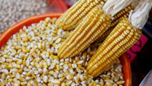 Sobreproducción mundial de maíz desploma precios para productores mexicanos