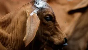 Experto alerta: emergencia por gusano barrenador afecta exportaciones y agrava el rezago sanitario