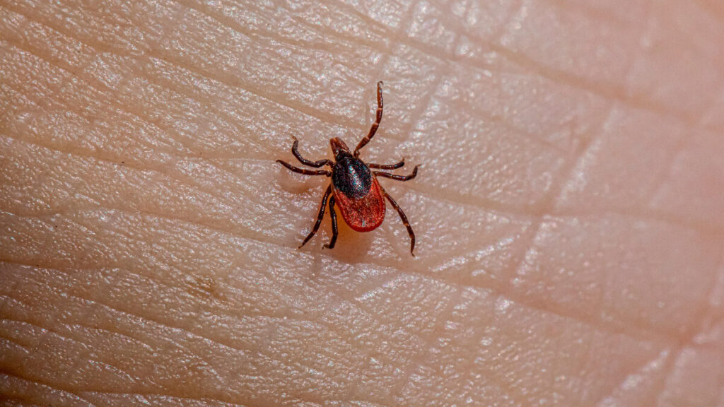 Autoridades de salud piden tener cuidado con rickettsia