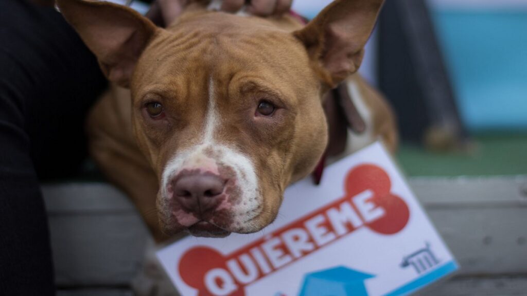 salvan-a-perritos-de-inundaciones-en-poza-rica-veracruz