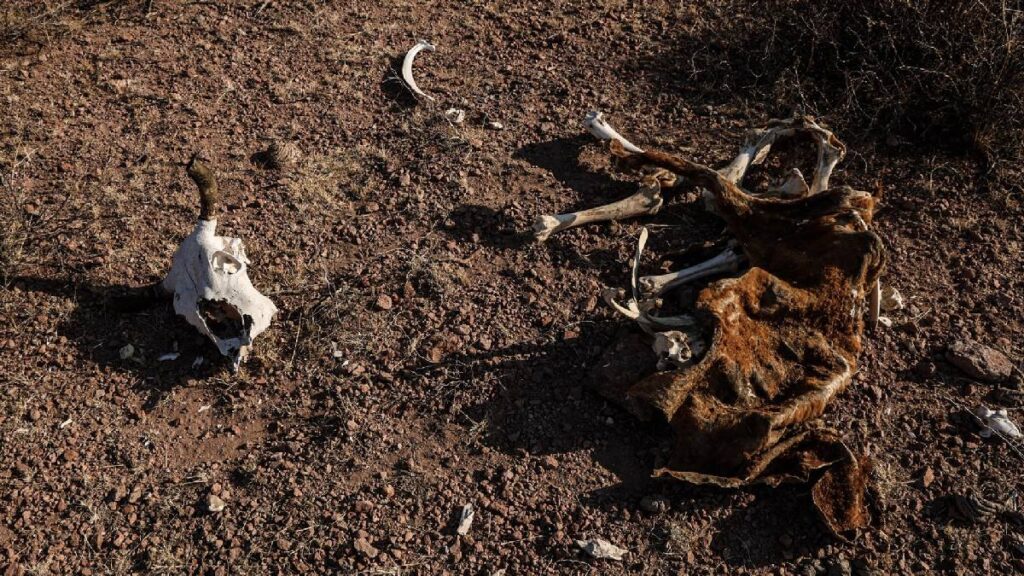 El SMN reporta que la sequía afecta al 7.6 % del país; 77.4 % del territorio nacional está libre de afectaciones.