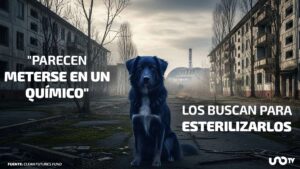 ¿Los perros de Chernóbil se están volviendo azules? Esto se sabe