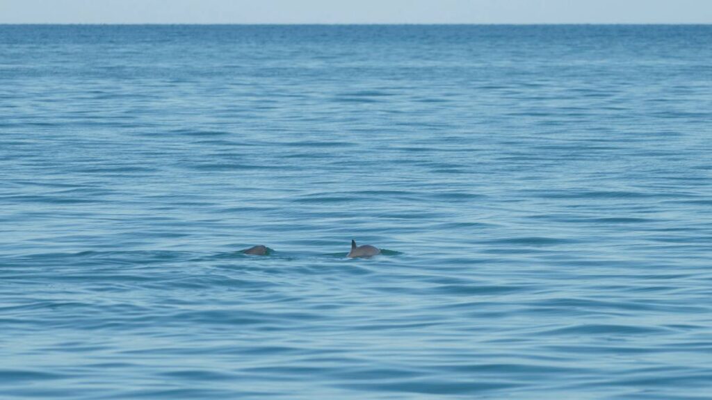 Avistan entre 7 y 10 vaquitas marinas en el Alto Golfo de California, resurge esperanza