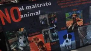 Investigan a jóvenes que prendieron un cohete en la cola de un burro en Querétaro