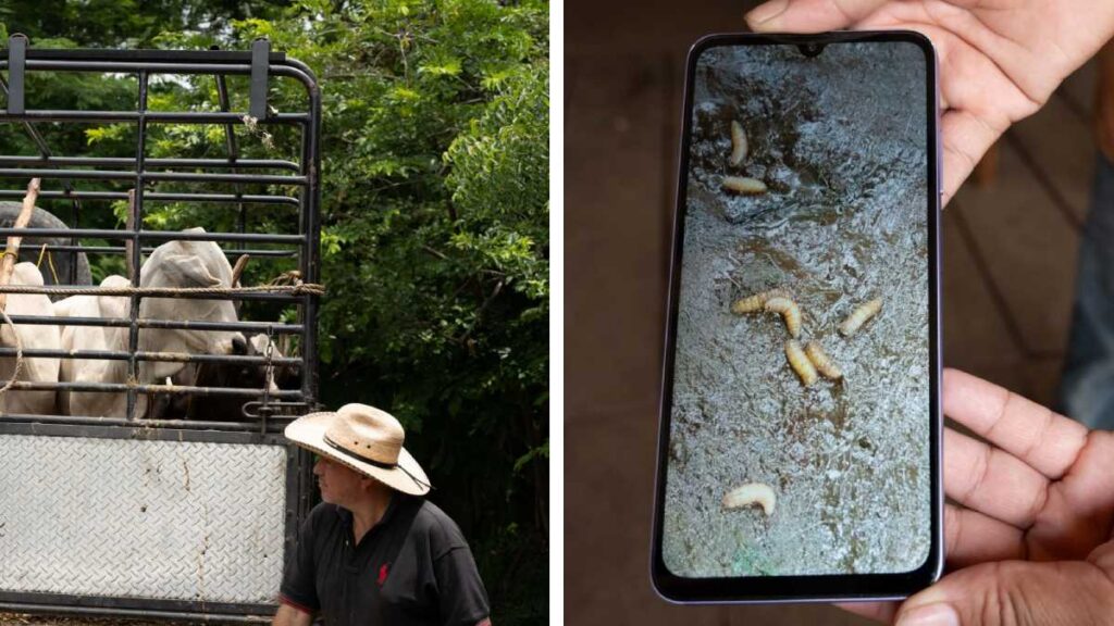 A un año del brote del gusano barrenador