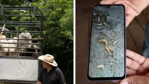 A un año de la primera detección del gusano barrenador, avances y retos en la ganadería nacional