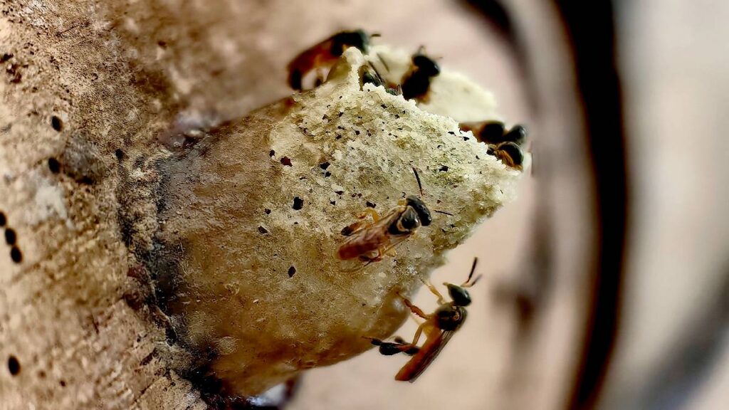 abejas ayudan amazonia