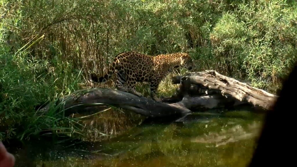 Analizan genes de jaguares en cautiverio para su reproducción