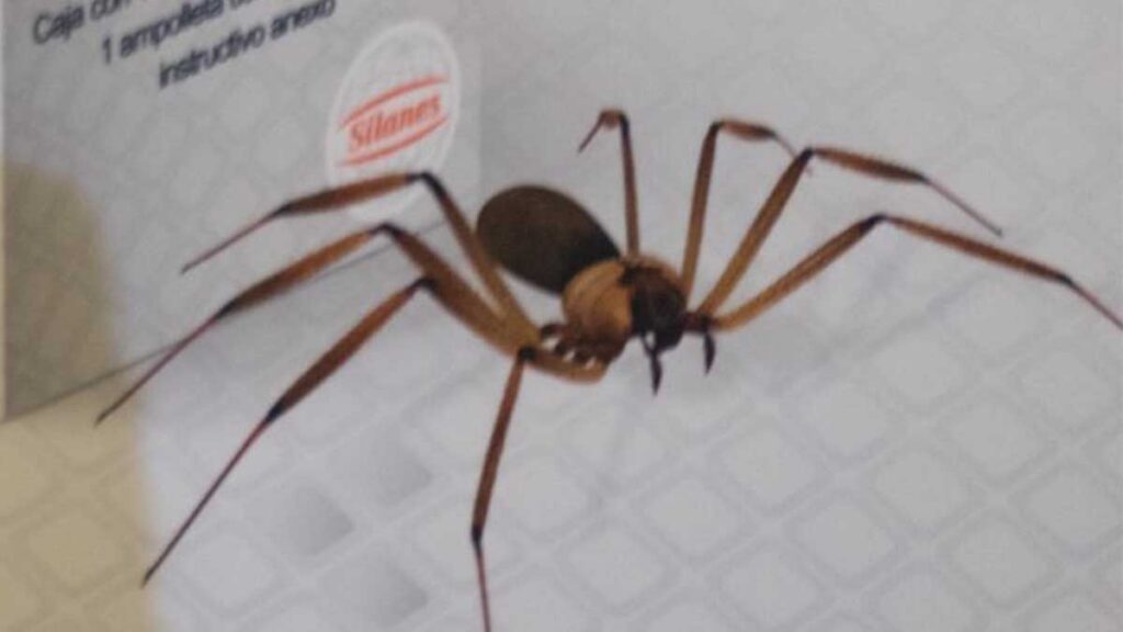 Araña violinista Nuevo León