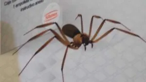 Mujer muere por picadura de araña violinista en Nuevo León