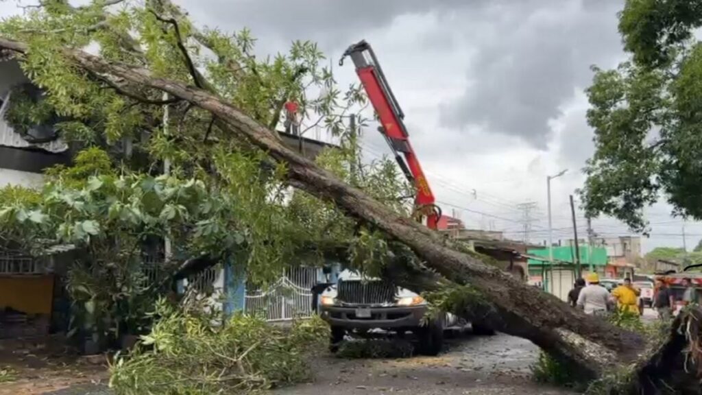 Arboles Caidos Veracruz