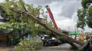 Árboles caídos, casas dañadas y caminos bloqueados tras el frente frío 13 en Veracruz