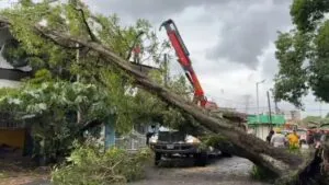 Árboles caídos, casas dañadas y caminos bloqueados tras el frente frío 13 en Veracruz