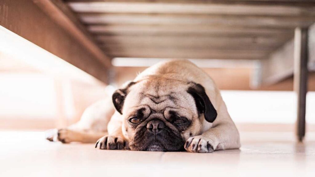 Arrojan a perrito de un balcón en Chiapas