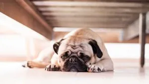 Fuerte video: exhiben a mujer lanzando a perrito desde balcón en Chiapas