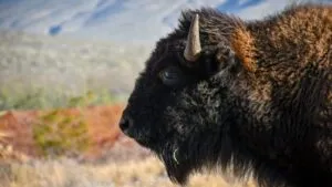 Regresa el bisonte a Coahuila: liberan 44 ejemplares en la reserva El Santuario