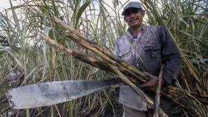 México impone aranceles al azúcar importada hasta 210%