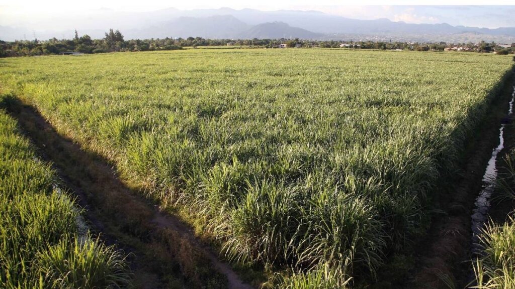 El Gobierno de México impuso un fuerte arancel al azúcar extranjera para proteger a su industria nacional.
