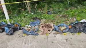 Crean catálogo para reconocer mascotas víctimas del caso Xibalbá