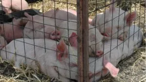 Suspenden importación de cerdo de España por brote de peste porcina en Barcelona