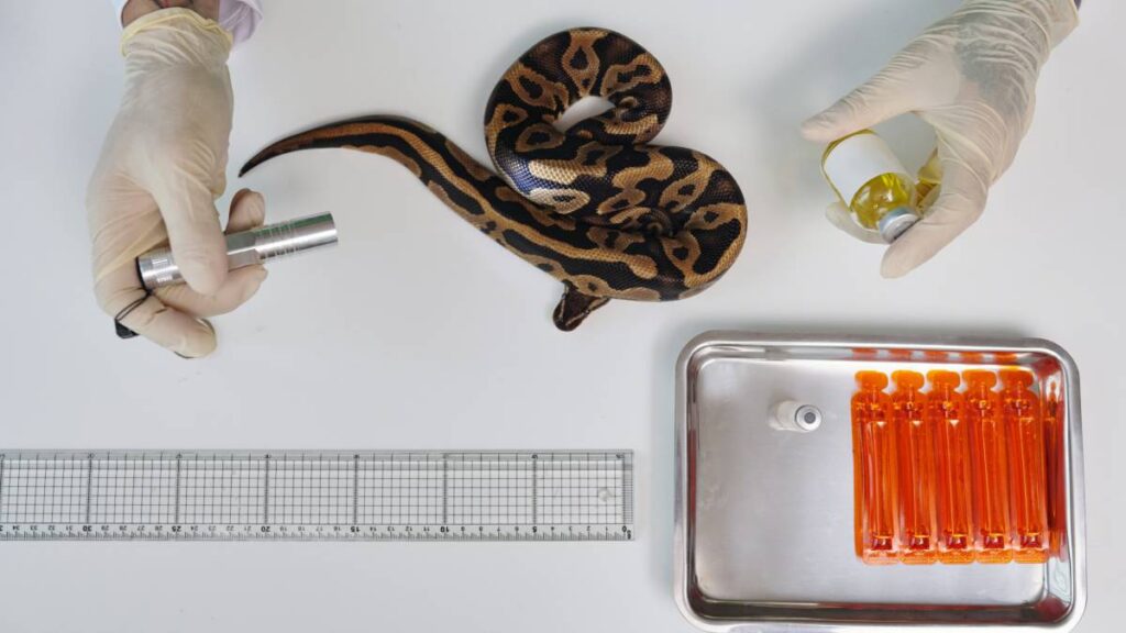 Buscan nuevo antiveneno que supere a los sueros animales actuales