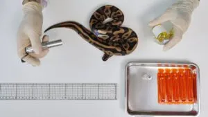 Científicos de la UNAM colaboran en creación de antiveneno contra las serpientes más letales