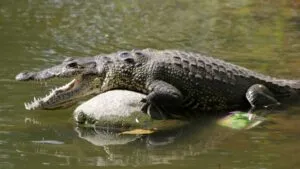 Jóvenes molestan a cocodrilo en Tulum porque pensaban que estaba disecado