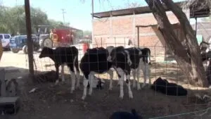 Comando armado roba 65 toros en Tepezalá, Aguascalientes; botín supera los 2 millones de pesos