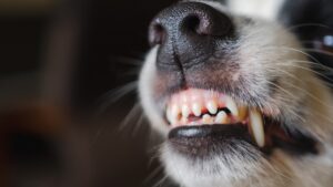 Gaby Ramírez fue hospitalizada con la pierna “destrozada” tras ataque de perro: fuertes imágenes