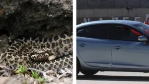 Pidió aventón: hallan pitón de 2 metros en el escape de un auto en Nuevo León