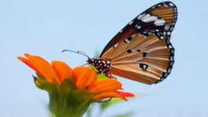 Día de la mariposa monarca: ¿por qué este insecto es considerado un símbolo ancestral?