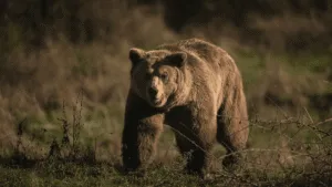 Oso ataca grupo de niños y profesores en Canadá, dejando 11 heridos