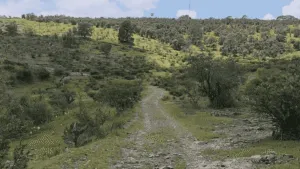 Localizan fosa con al menos cuatro cadáveres en terreno ligado a diputado Tafolla