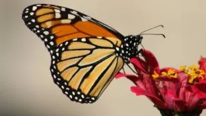 Google le rinde homenaje a la mariposa monarca con un doodle animado