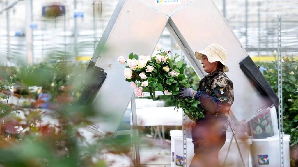 rosas de China se exportan a Europa