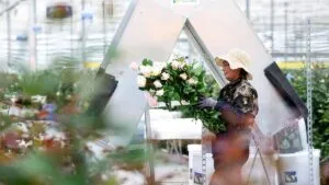 El milagro de las rosas chinas que viajan por el mundo