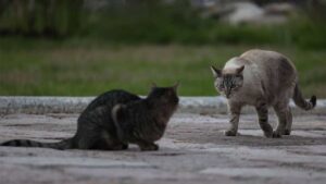 Denuncian tortura a un gato en instalaciones de la UJAT