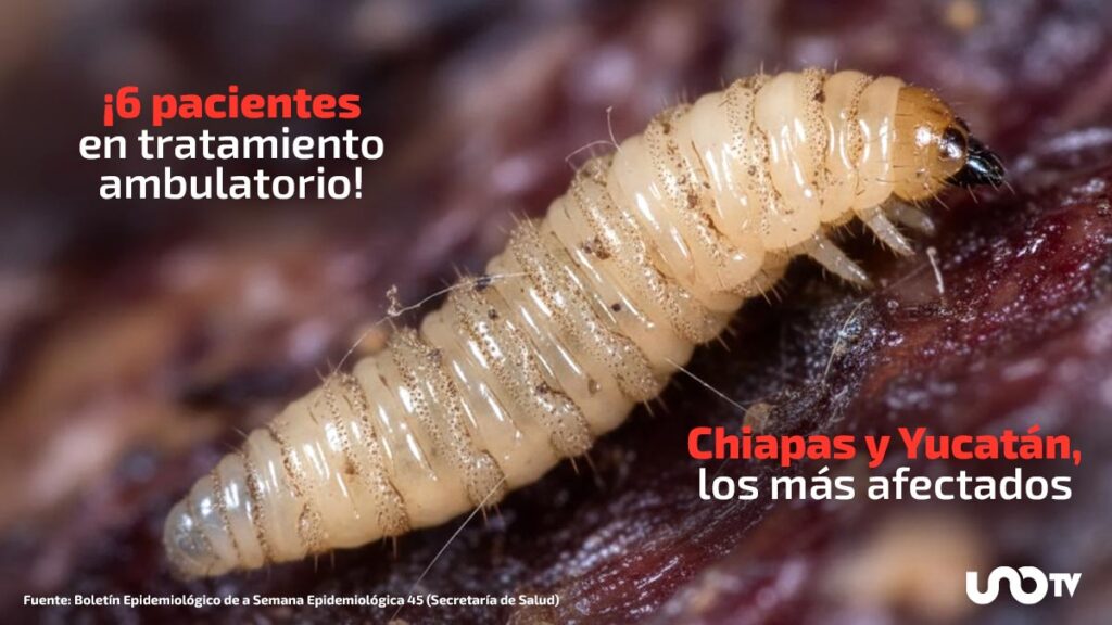 ¿Cuál es el estado actual del gusano barrenador en México?