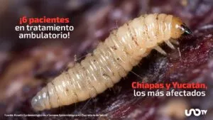 Confirman a 6 nuevos pacientes hospitalizados por gusano barrenador: estados afectados