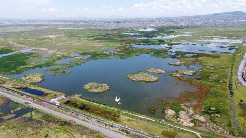 La progresiva recuperación de la biodiversidad en el Lago de Texcoco tras el NAIM.