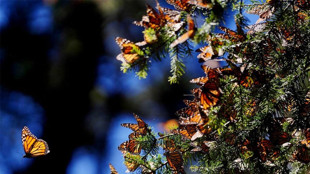 Mariposa Monarca.