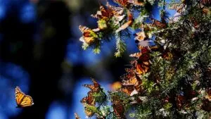 Mariposa monarca 2025: ubica los santuarios abiertos al público en México